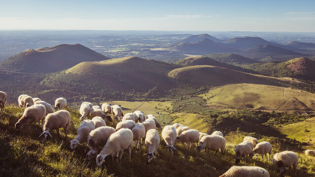 troupeau de moutons sur le Puy-de-D&ocirc;me en Auvergne en &eacute;t&eacute;	