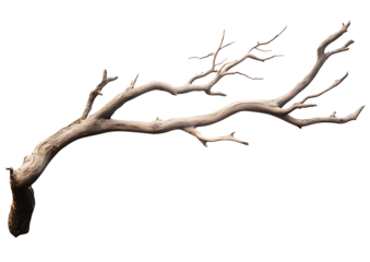Dry branch of a tree isolated on transparent background