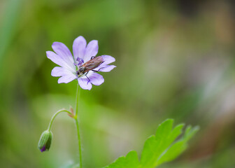 Geranium asphodeloides
