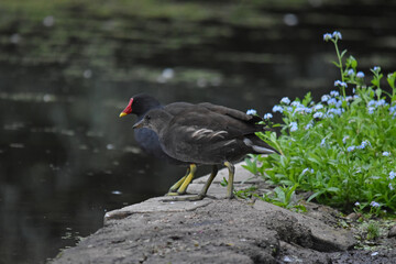 A water hen by the pond