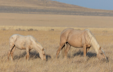 Wild Horses in Autumn in the Utah Desert