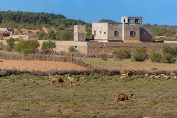 pretty dromedary walking freely somewhere in the countryside in Morocco