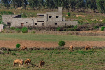 pretty dromedary walking freely somewhere in the countryside in Morocco