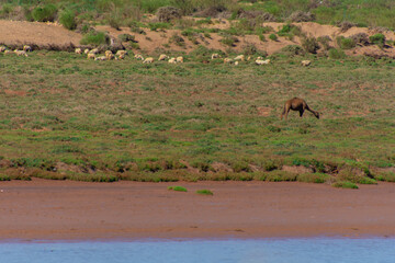 pretty dromedary walking freely somewhere in the countryside in Morocco