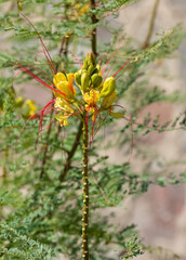 yellow and red colored garden flowers photos