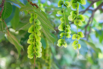 Pterocarya fraxinifolia grows in mixed stands. Characteristic fruits of Caucasian wingnut. Green...