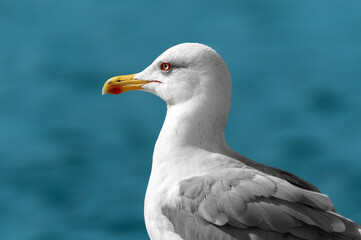 Close-up portrait of an adult yellow-legged gull (Larus michahellis) against the sea