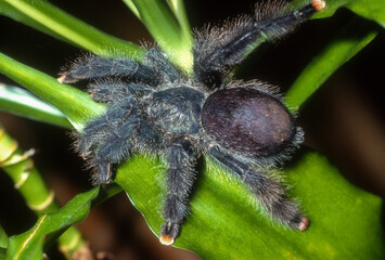 Mygale Matoutou, Avicularia mettalica, Guyane