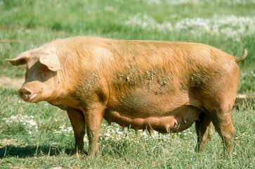 Porc, truie, Cochon, Sus domesticus