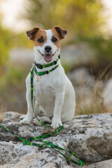 A Jack Russell Terrier dog in a beautiful collar in the park