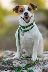 A Jack Russell Terrier dog in a beautiful collar in the park