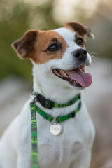 A Jack Russell Terrier dog in a beautiful collar in the park