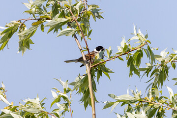 bird on a branch