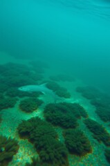 Obraz premium Underwater Scene Featuring a Shark Swimming Over Coral Reefs