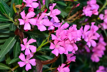 macro photos of various oleander flowers
