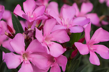 macro photos of various oleander flowers