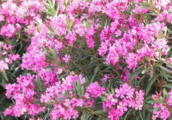 Obraz premium macro photos of various oleander flowers