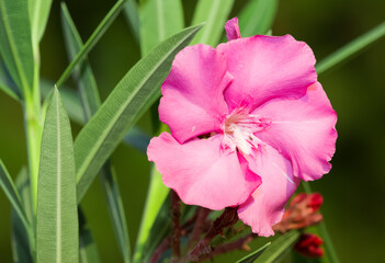 macro photos of various oleander flowers