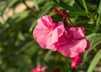 macro photos of various oleander flowers