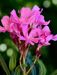 macro photos of various oleander flowers