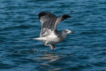 A young yellow-legged gull (Larus michahellis) takes off from the surface of the sea