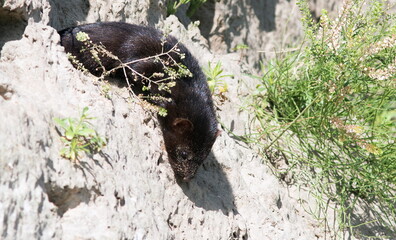 black bear cub © lazalnik