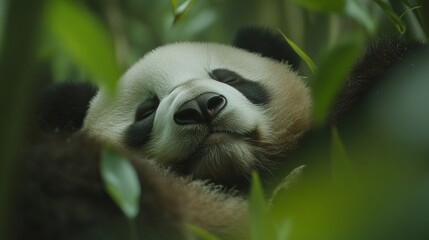Obraz premium A close-up of a relaxed giant panda nestled among green foliage, embodying tranquility in a serene natural setting.