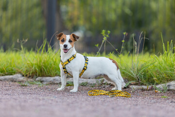 A Jack Russell Terrier dog in a beautiful harness in the park