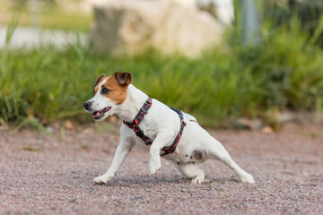 A Jack Russell Terrier dog in a beautiful harness in the park