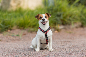 A Jack Russell Terrier dog in a beautiful harness in the park