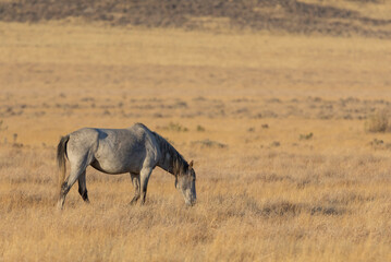 Fototapeta premium Wild Horse in Autumn in the Utah Desert