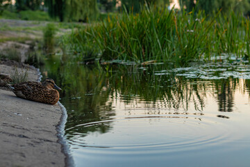 Duck resting on a the edge of a concrete slab near the water, surrounded by trees and greenery. Peaceful nature scene at sunset reflection.
