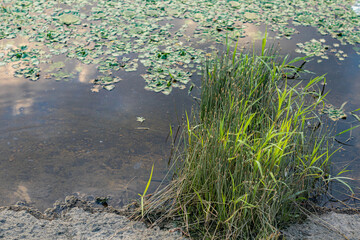 Shoreline with stones and green plants beside a calm river covered with water lilies.