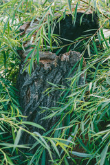 Old tree stump surrounded by lush green willow leaves. Detailed texture of bark and nature’s renewal.
