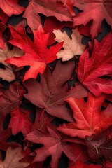 Fototapeta premium A vibrant display of red and orange autumn leaves arranged artistically on a dark background.