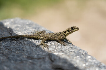 Salamandra de Nepal