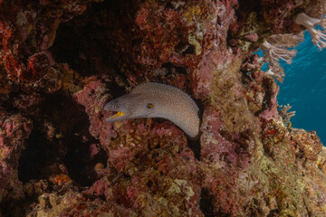 Moray eel Mooray lycodontis undulatus in the Red Sea, Eilat Israel

