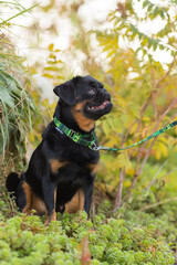 a Petit Brabanson dog in a beautiful collar in the park