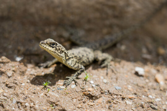 Salamandra de Nepal