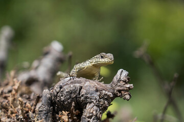 Salamandra de Nepal