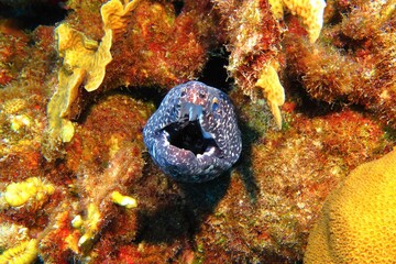 Fototapeta premium Eel between corals, underwater photography from scuba diving. Colorful tropical reef and spotted moray eel (Gymnothorax moringa). Dangerous marine wildlife. Predator animal with sharp teeth.