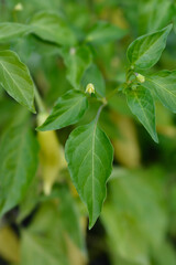 Bird pepper leaves