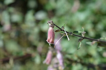 South African Foxglove flower buds