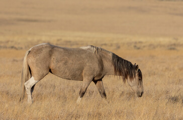 Wild Horse in Autumn in the Utah Desert