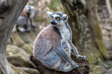 Portrait of an adult ring-tailed lemur (Lemur catta) sitting on a tree and looking back