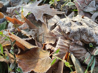 Autumn leaves on the ground covered with frost