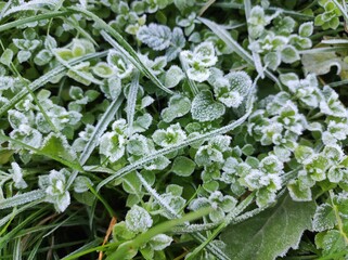 Chickweed (Stellaria media) green flower covered with frost