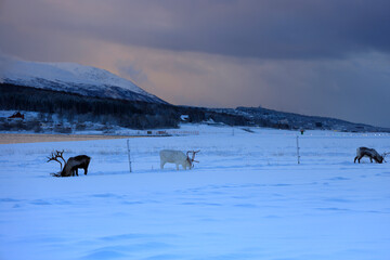 Reindeer grazing above the Arctic Circle in Norway