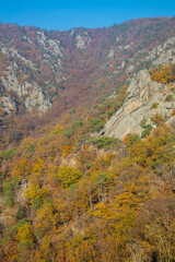 Autumn colors in the mountain forest. Wachau valley and vine yards in Austria. Rock formations in the yellow leaves autumn colored forest