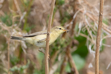 Willow Warbler (Phylloscopus trochilus) with flies in beak on branch, the Netherlands